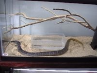 Reptile pics 013.JPG