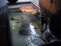 Reptile pics 002.JPG