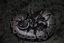 DSC_1004.jpg