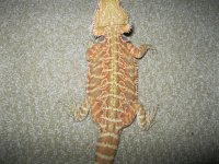 IMG_1166.jpg