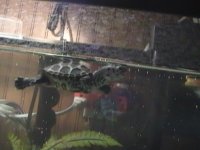 Reptile pics 003.JPG