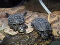 Reptile pics 004.JPG