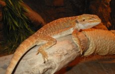 beardeddragon 001.jpg