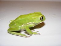 Waxymonkey2.jpg