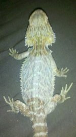 hypo.jpg