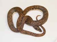 savu female1.jpg