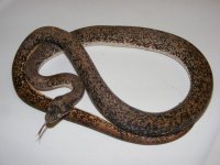 savu female2.jpg
