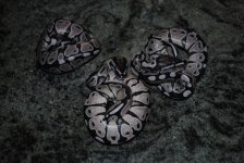 DSC_1012.jpg