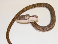 savu female3.jpg