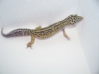 pics 002.jpg