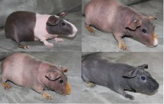 breederpigs.jpg
