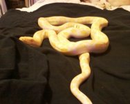 retic1.jpg