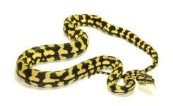 jun-3 male holdback.jpg