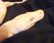 RETIC 2.jpg