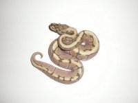2011 Orange Ghost Spider Male (Honeybee) (11C1-1).jpg