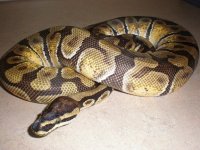Breeder (Jaguar) Classic Jungle Enchi Male.JPG
