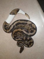 Proven Breeder Pied Male.JPG