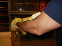 wes snakes 004.jpg