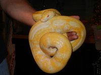 wes snakes 007.jpg