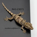 RA323071.jpg
