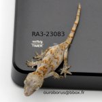 RA323083.jpg