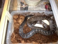 Texan female with eggs..jpg