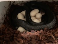 Female Texan #2 laying eggs.jpg