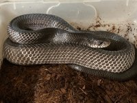 Orizaba female.jpg