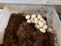 Orizaba eggs.jpg