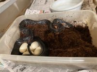 female rubidus with eggs.jpg