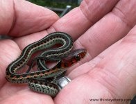2 California Red-sided Garter Snakes_02.jpg