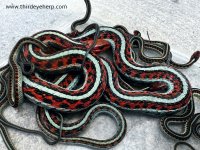 5 California Red-sided Garter Snakes_05.jpg