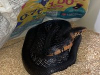 male red bellied rubidus.jpg