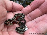 6 California Red-sided Garter Snakes_06.jpg