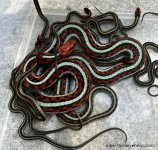7 California Red-sided Garter Snakes_07.jpg
