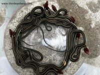 4 California Red-sided Garter Snakes_04.jpg