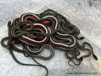 1 California Red-sided Garter Snakes_01.jpg