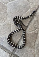 Jawbone .jpg