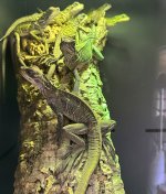 sailfin 1.1.jpg