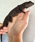 sailfin.jpg