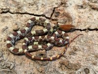 Male Hypo, 2022 - 2.jpg