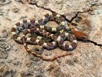 Male Hypo, 2022 - 4.jpg