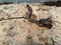 Male Blotched King, 2022 -3.jpg