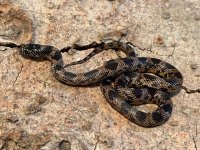 Male Blotched King, 2022 -4.jpg