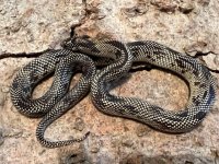Female Blotched King, 2021 -2.jpg