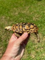 pancake 1-2.jpg