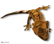 Crested Gecko - Correlophus ciliatus 'Tiger'-2.jpg