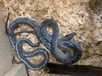 female blue beauty pic 2.jpg
