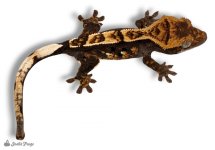 Crested Gecko - Correlophus ciliatus 'Harlequin'-2.jpg