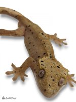 Crested Gecko - Correlophus ciliatus 'Dalmatian'-1.jpg